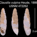 Image of Clausilia vulpina Heude 1887