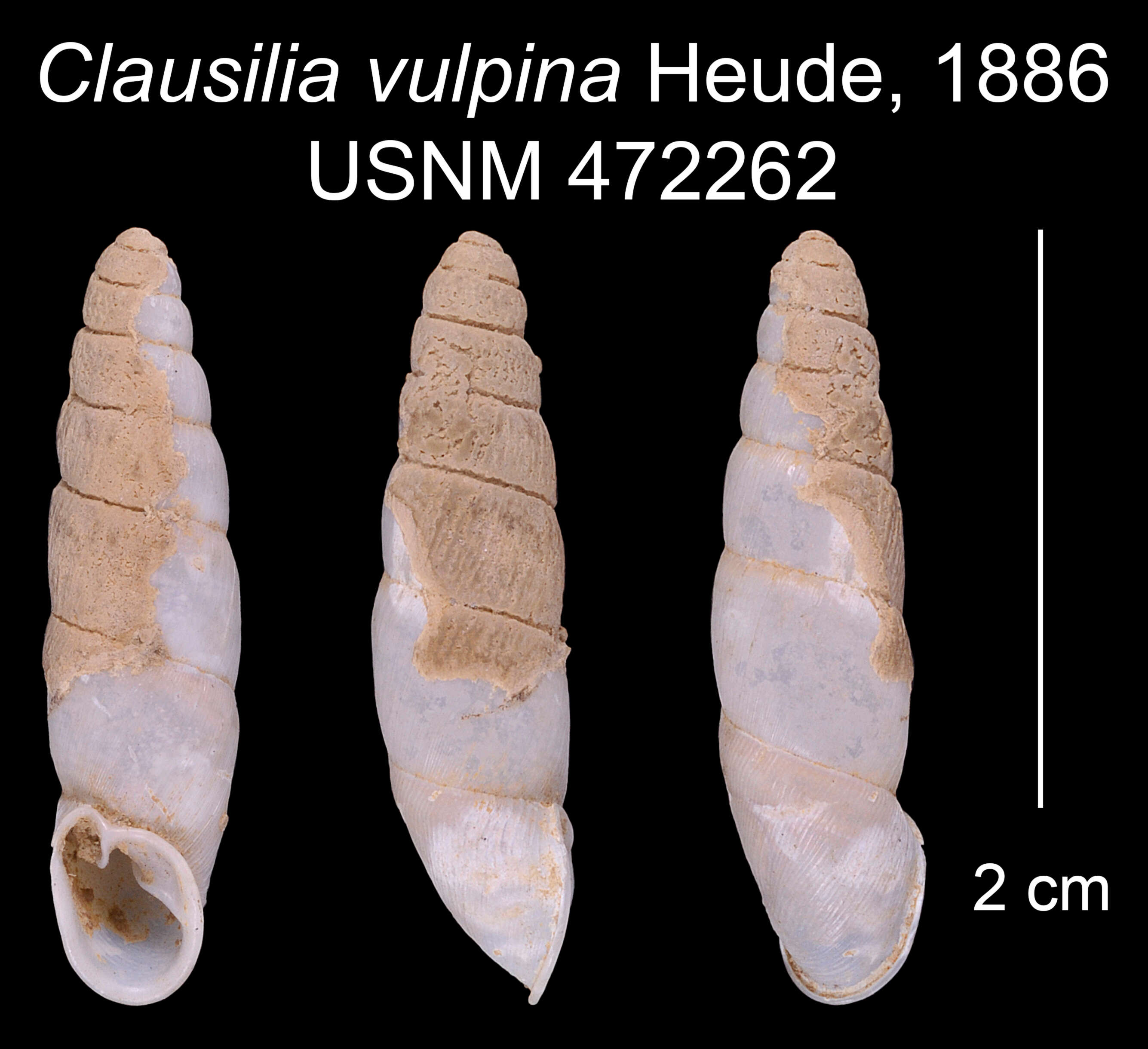Image of Clausilia vulpina Heude 1887
