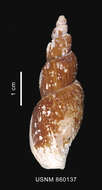 Image of Miomelon turnerae Dell 1990