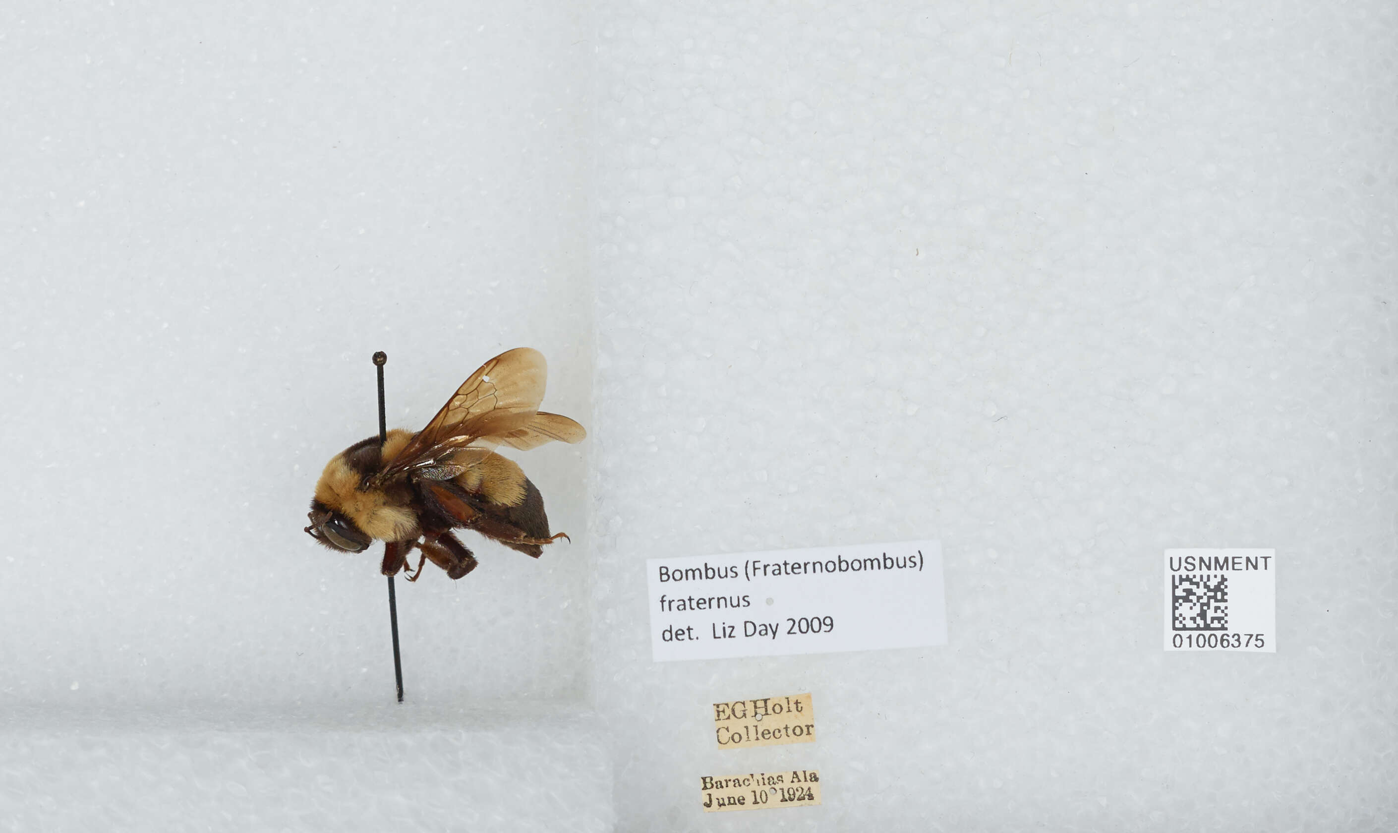 Слика од Bombus fraternus (Smith 1854)