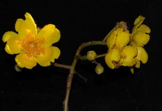 Imagem de Cochlospermum vitifolium (Willd.) Spreng.