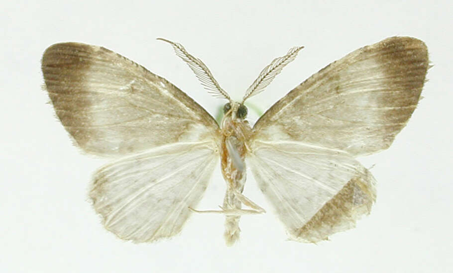 Image de Physocleora scutigera Warren 1906