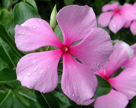 Image of Madagascar periwinkle