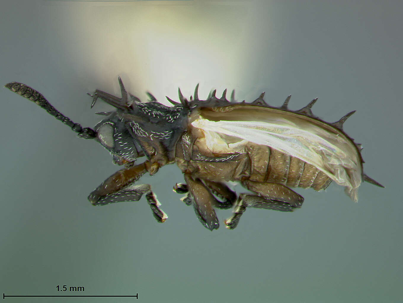 Image of Rhoptrispa dilaticornis (Duvivier 1891)