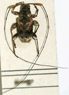 Image of Sympagus favorabilis Tippmann 1960