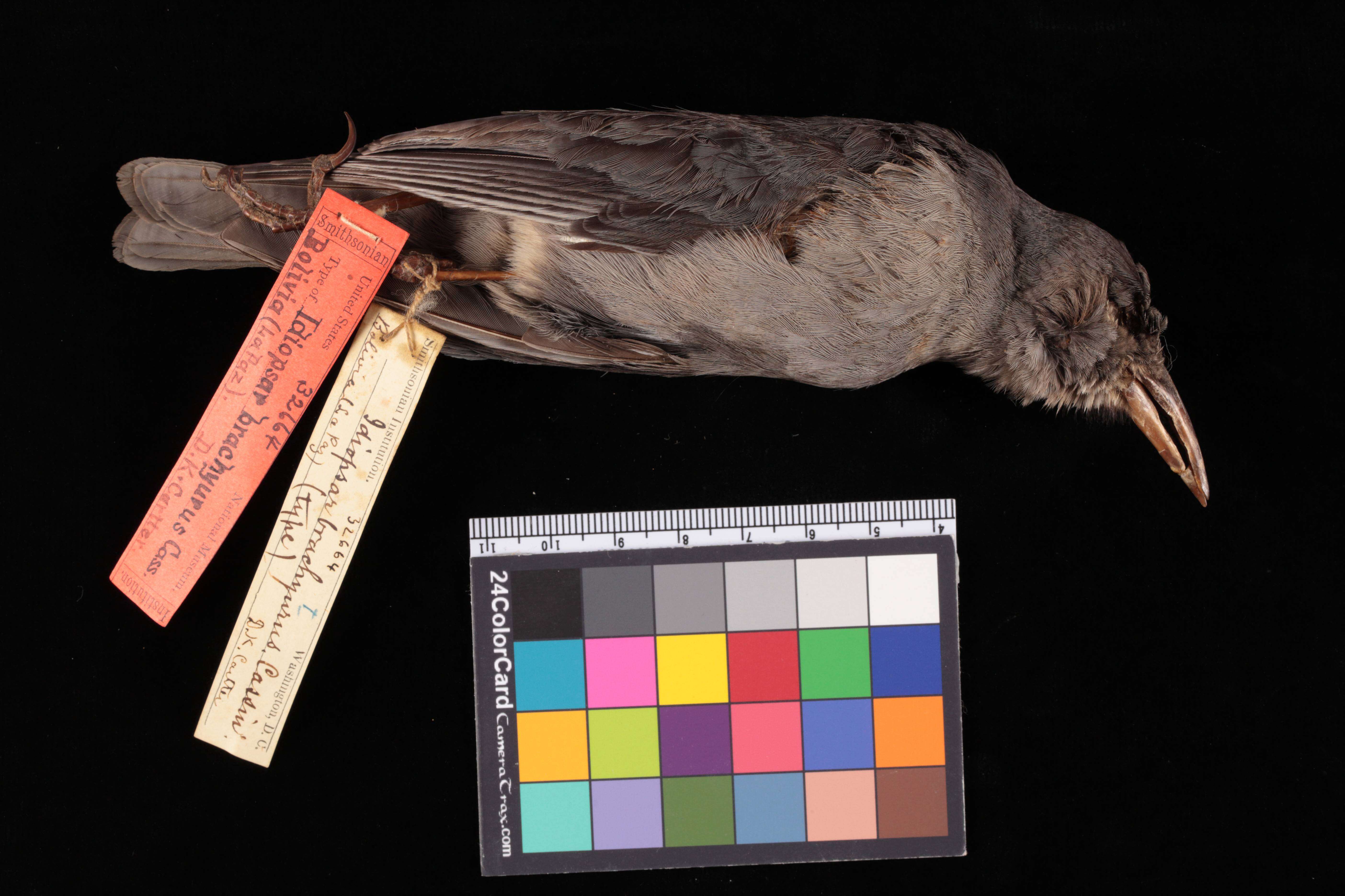 Image of Short-tailed Finch