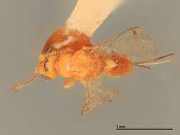 Image of Megastigmus physocarpi Crosby 1913