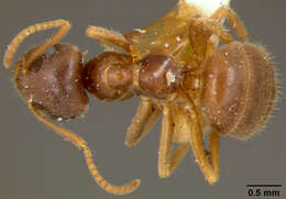 Image of Small black ant