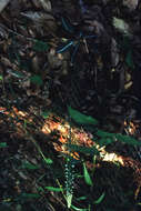 Image of downy rattlesnake plantain