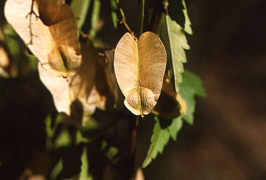 Image of Lophostigma