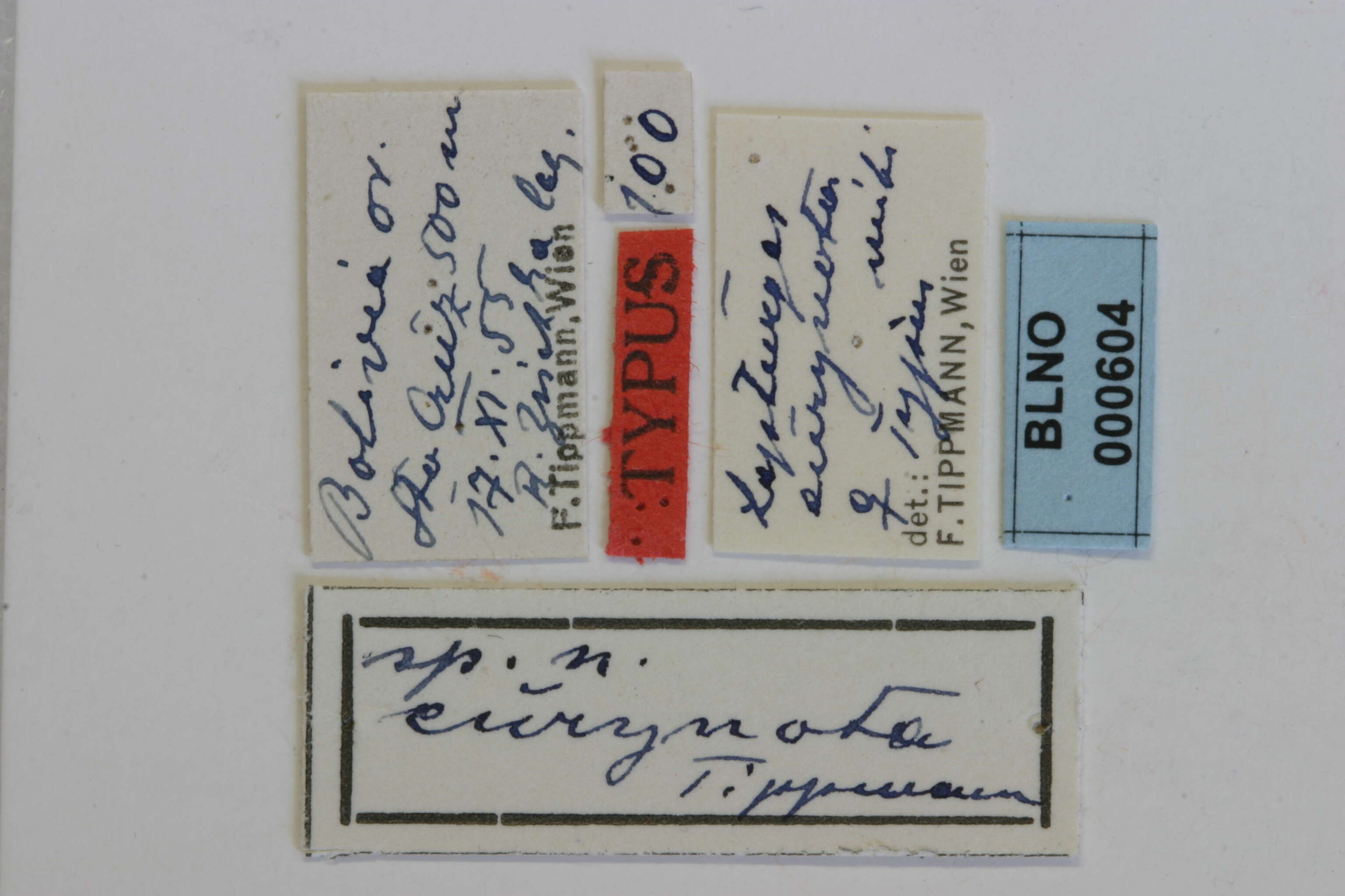 Image of Lepturges eurynota Tippmann 1960