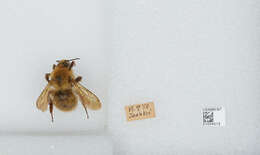 Imagem de Bombus diversus Smith 1869