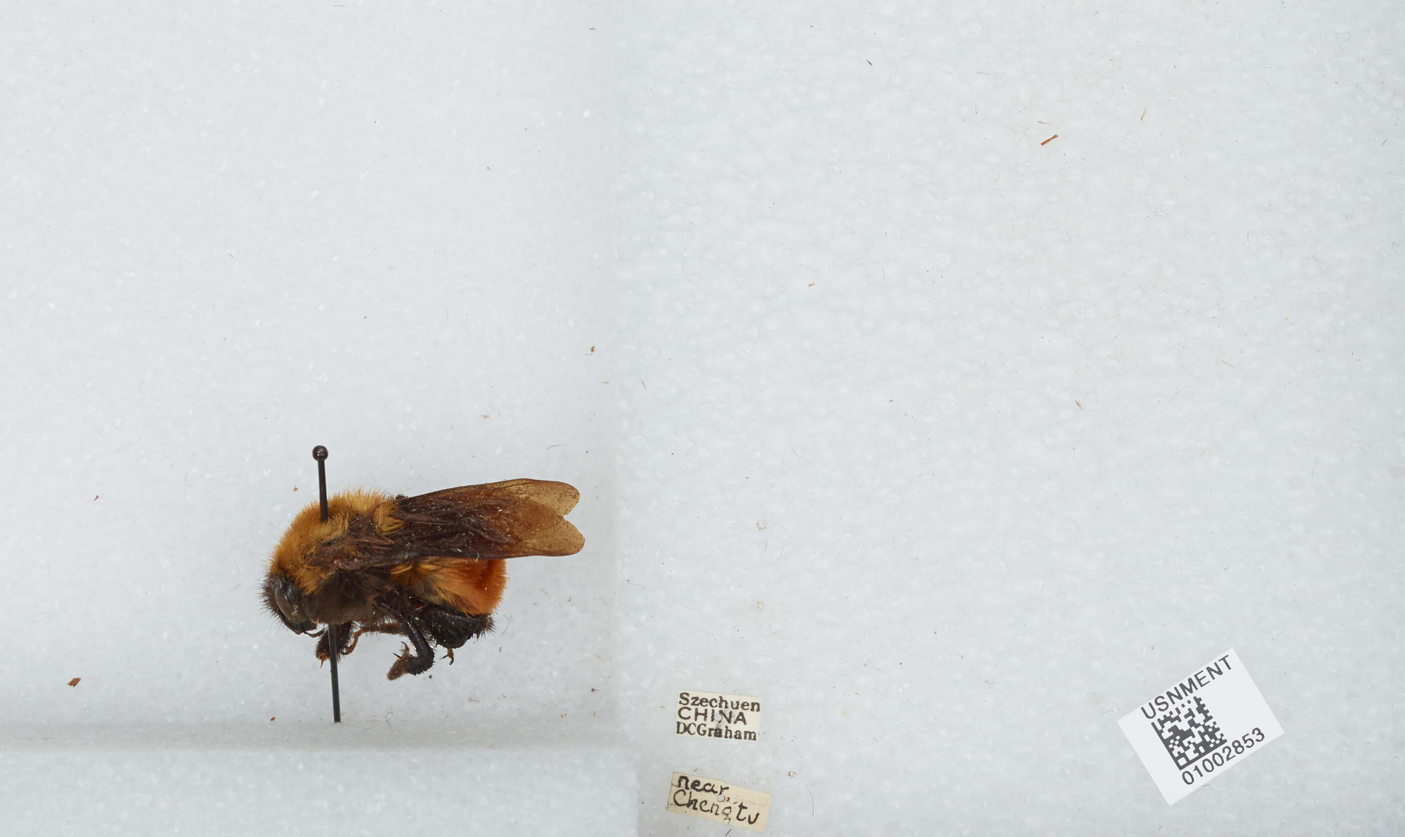 Image of Bombus atripes Smith 1852