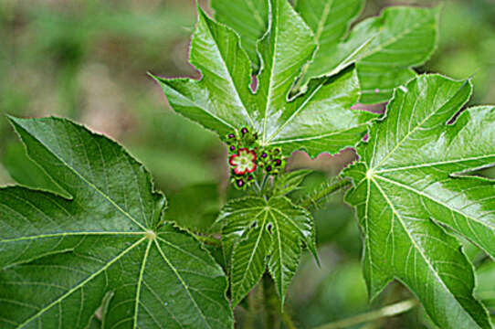 Image of Red physic nut