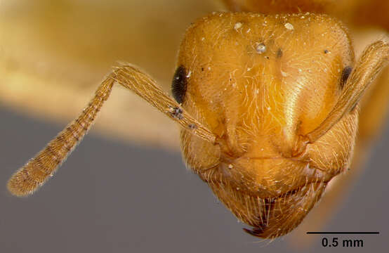 Imagem de <i>Lasius interjectus</i>