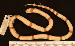 Image of Clark's Coral Snake