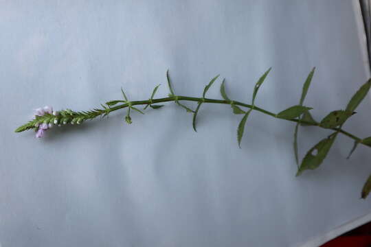 Image of obedient plant