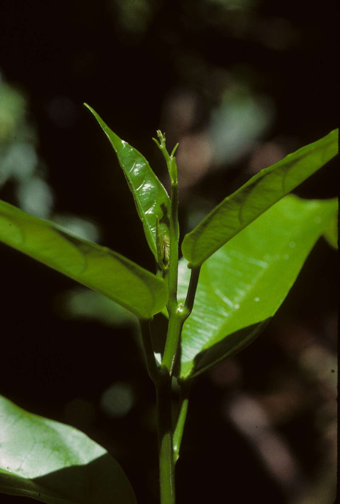 Image of Omphalea diandra L.