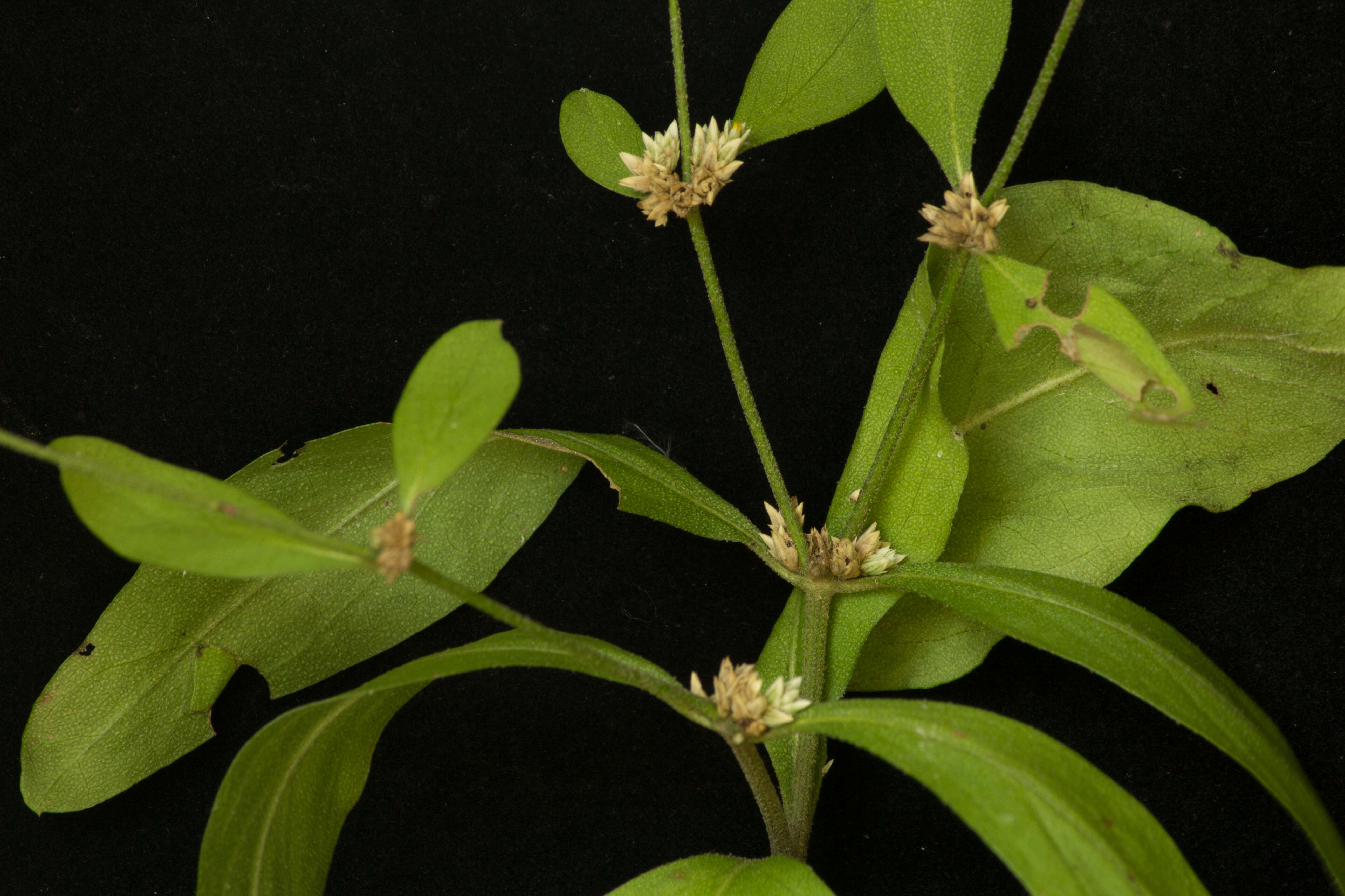 Image of sessile joyweed