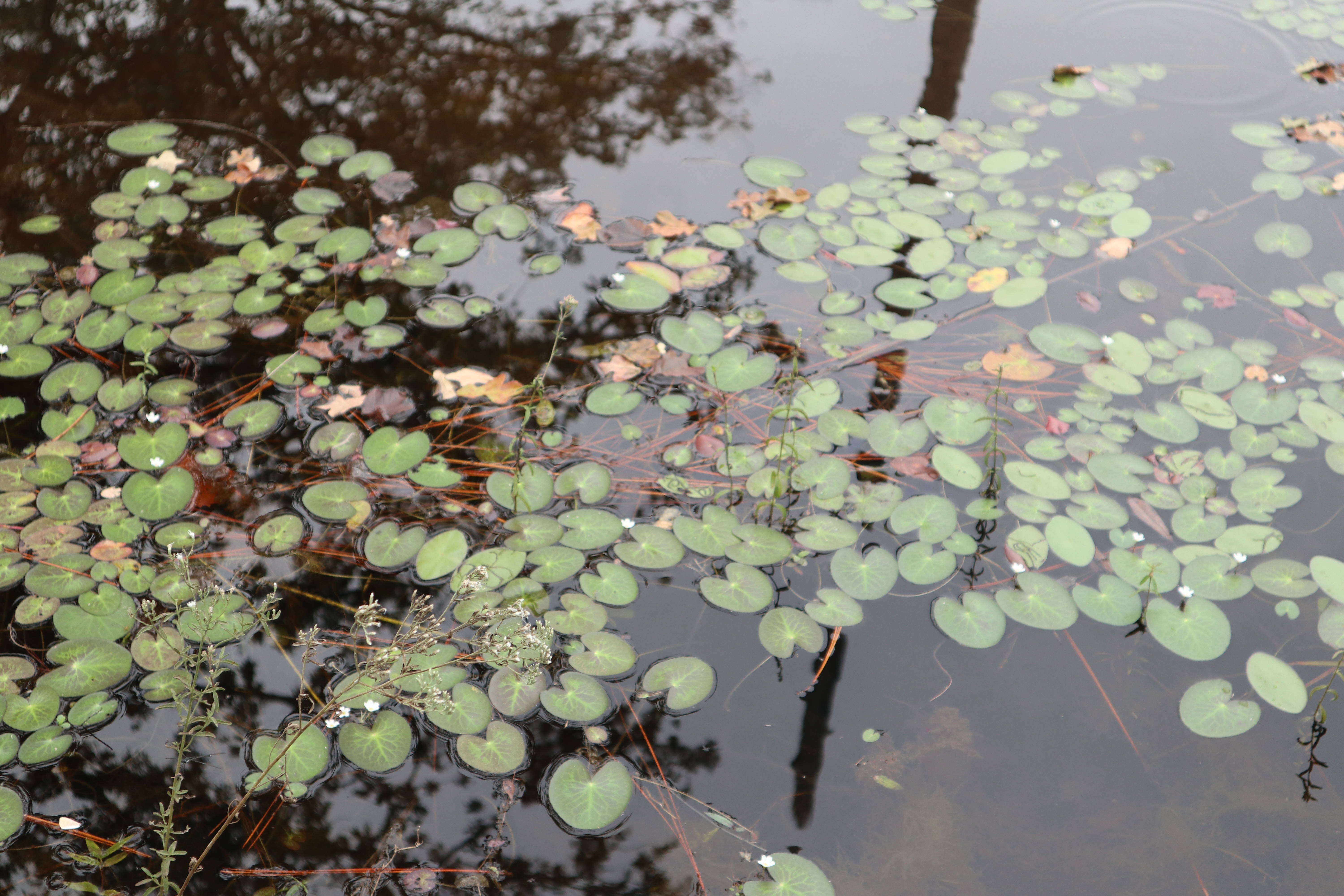 Image of Little Floatingheart