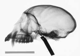 Plancia ëd Cercopithecus cephus cephodes Pocock 1907