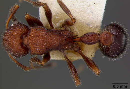 Image of Poecilomyrma