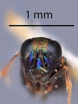 Image of Syrphophagus smithi Kamal 1926