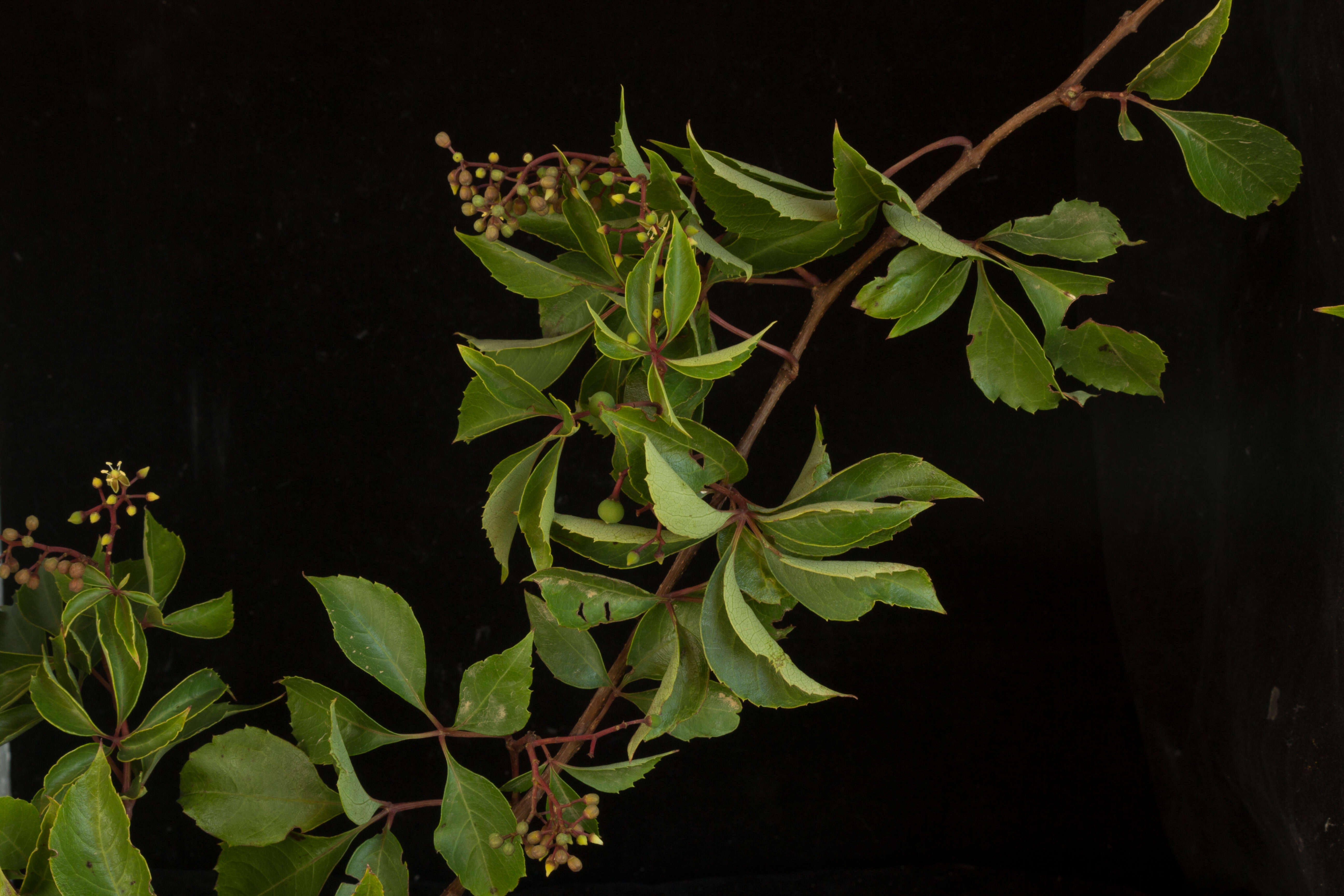 Image of Virginia creeper