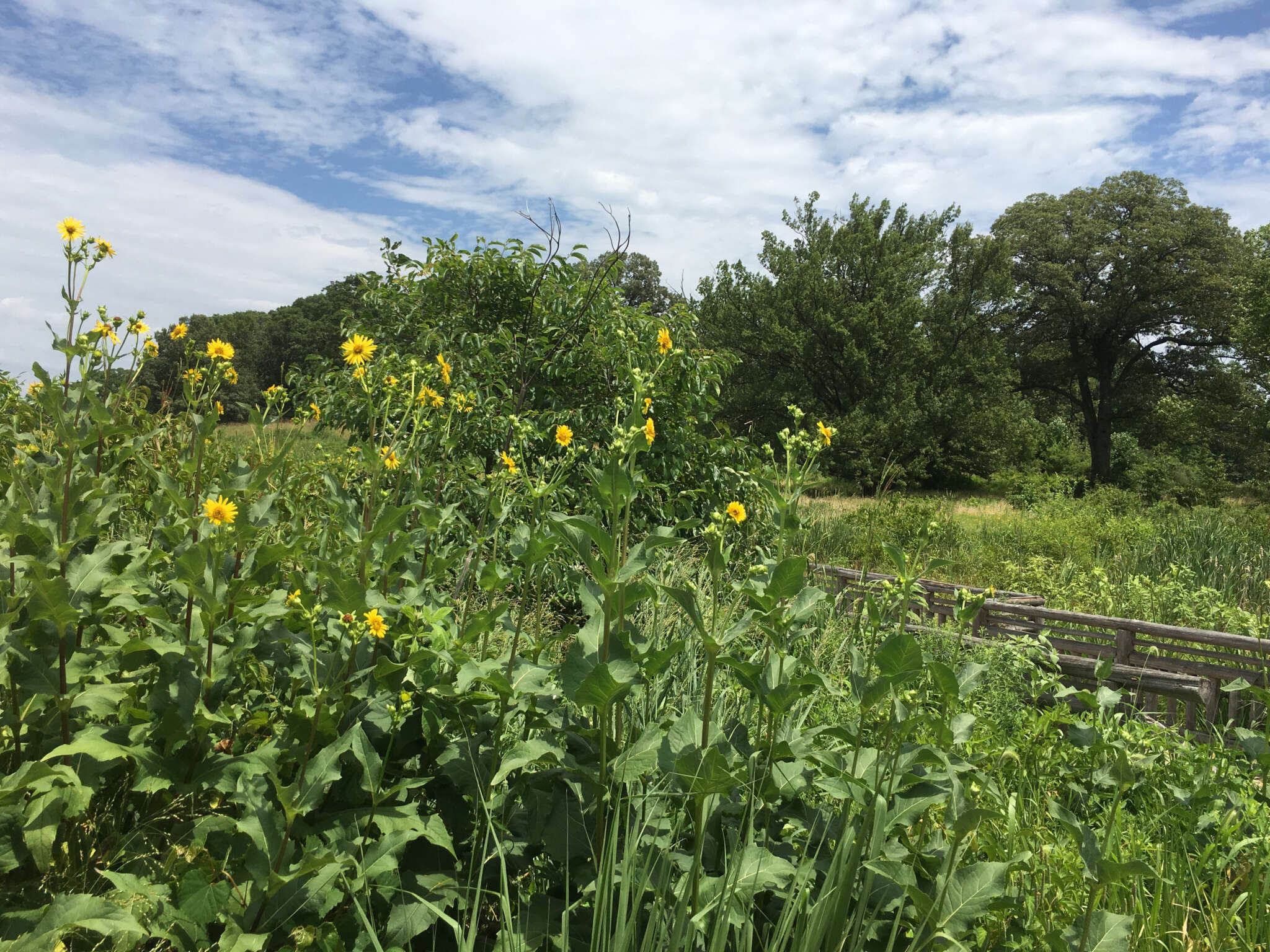 Image of Helianthus L.