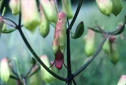 Kalanchoe pinnata (Lam.) Pers. resmi