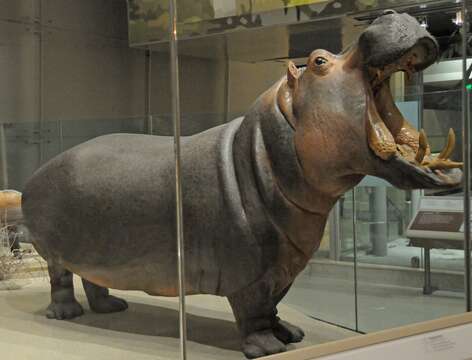 Image of Hippopotamus amphibius kiboko Heller 1914