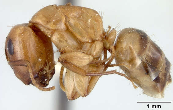 Image of Camponotus macilentus vulcanalis Wheeler 1919