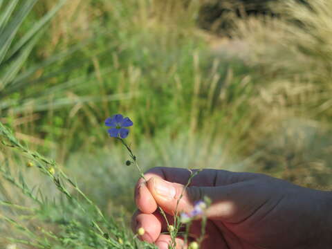 Image of Blue flax