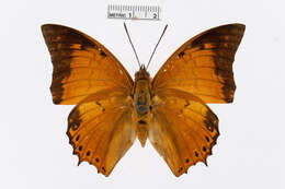 Imagem de Charaxes affinis Butler 1865