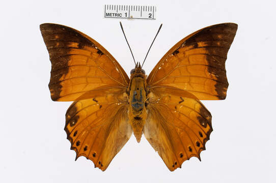 Imagem de Charaxes affinis Butler 1865