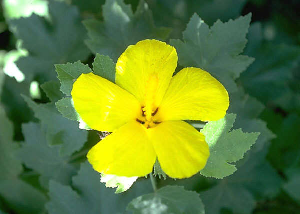 Image of Brackenridge's rosemallow