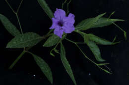 Image de Ruellia simplex Wright