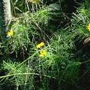 Wollastonia tenuifolia (A. Gray) Orchard resmi