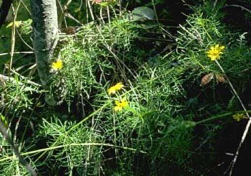 Wollastonia tenuifolia (A. Gray) Orchard resmi