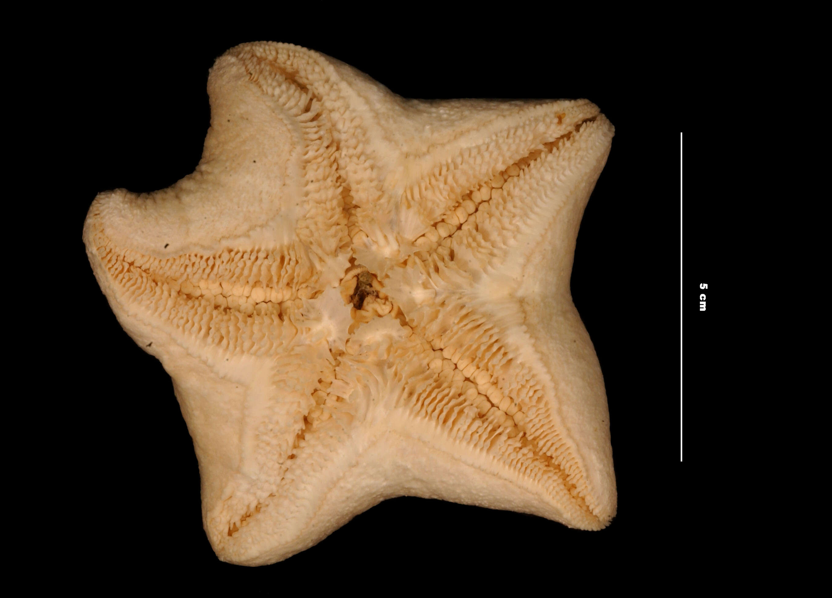 Image of Pteraster tesselatus arcuatus Fisher 1911