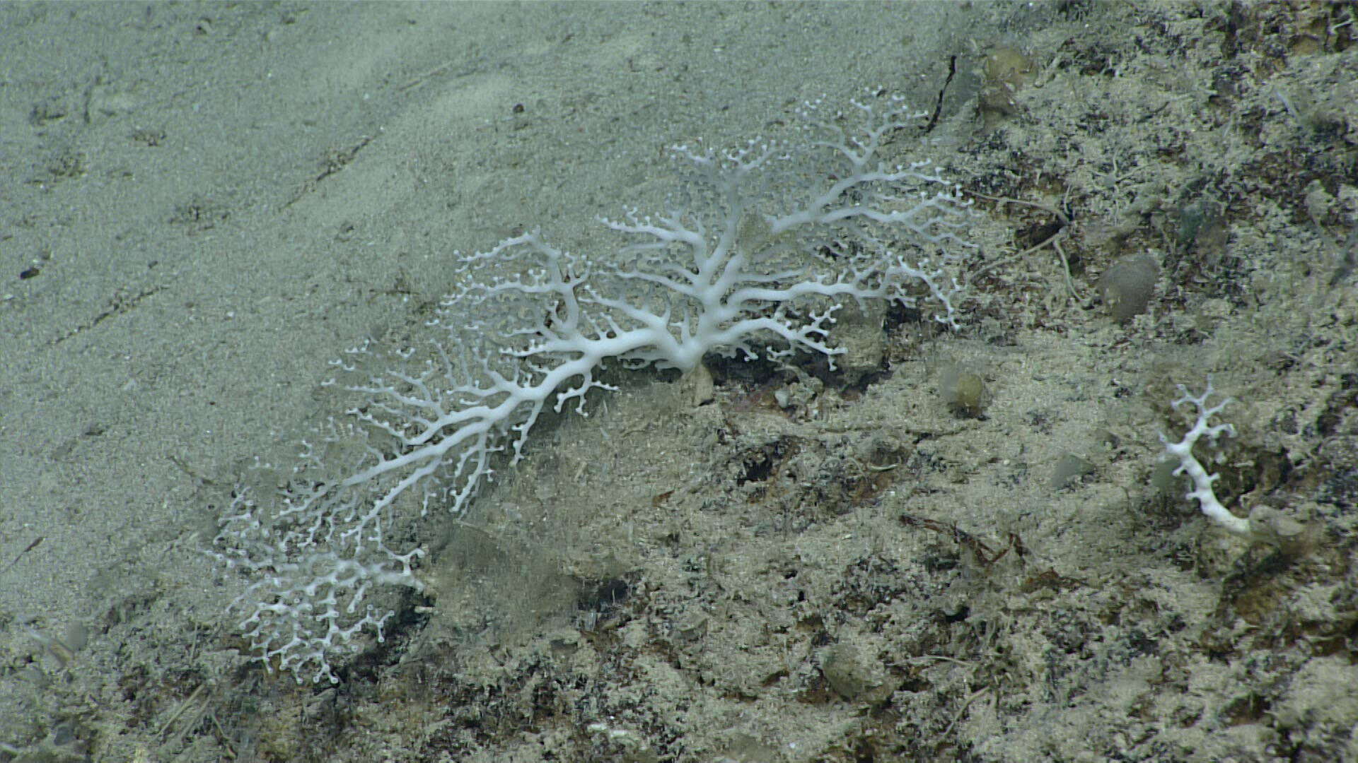 Image of Crypthelia insolita Cairns 1986