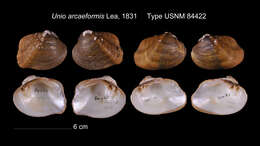 Image of Epioblasma arcaeformis (I. Lea 1831)