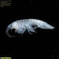 Image of Amphipoda