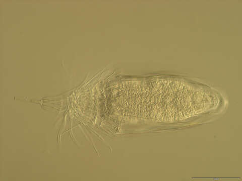 Image of Spinoloricus Heiner & Neuhaus 2007