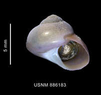 Image de Margarella violacea (P. P. King 1832)