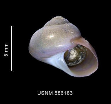 Image of Margarella violacea (P. P. King 1832)