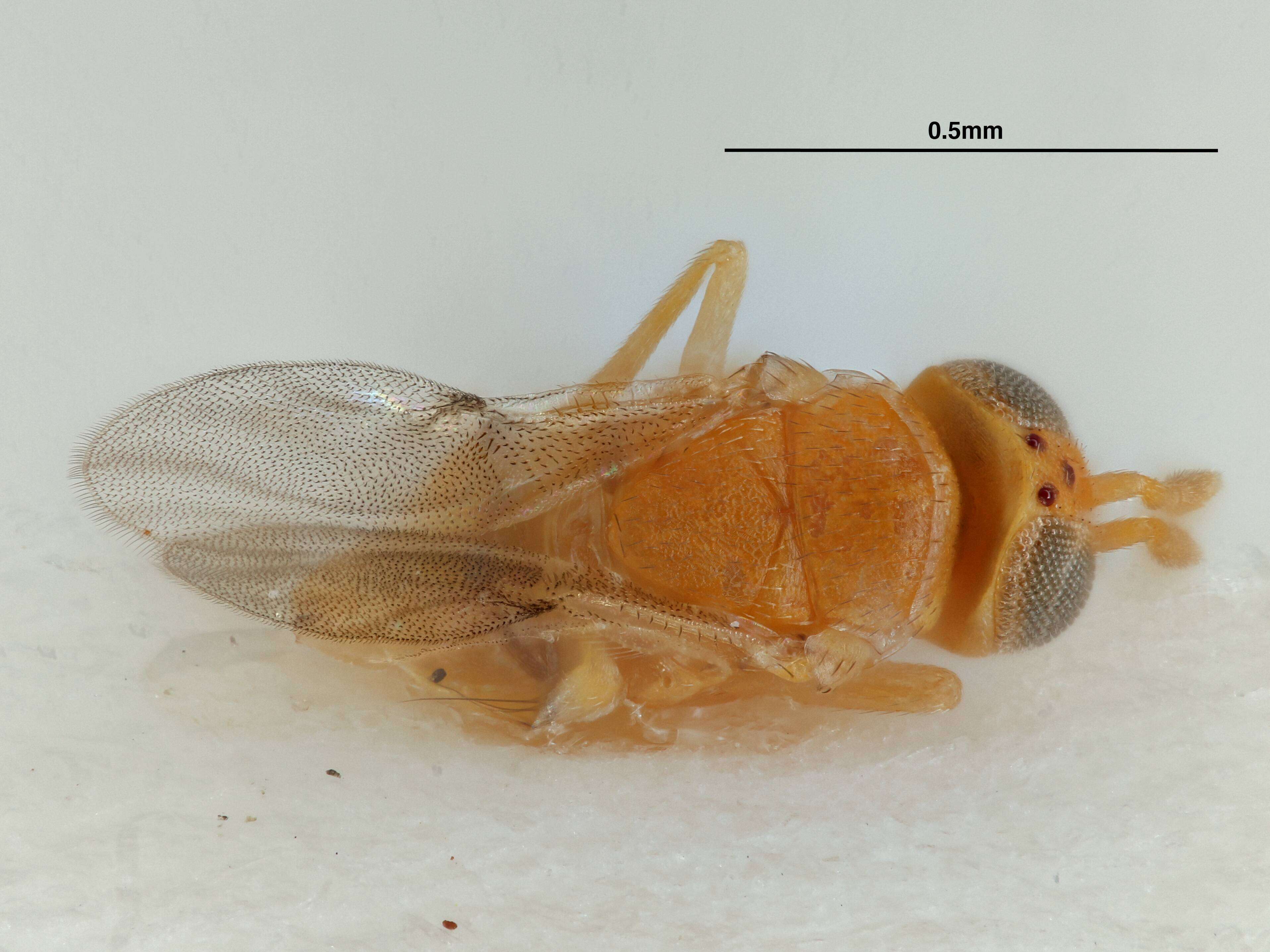 Acerophagus papayae Noyes & Schauff 2003的圖片