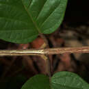 Image of Hiraea smilacina Standl.