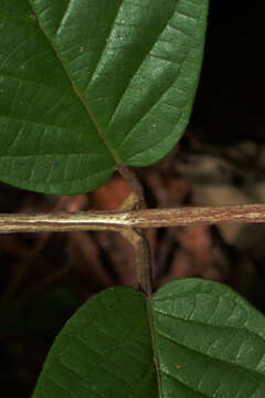 Imagem de Hiraea smilacina Standl.