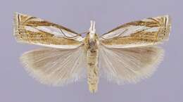 Image of Crambus youngellus Kearfott 1908